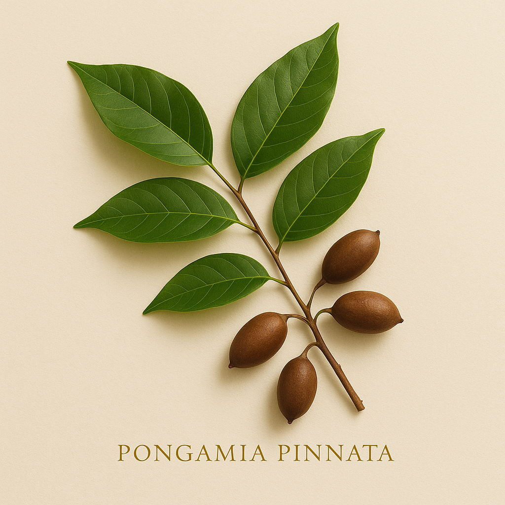 Pongamia